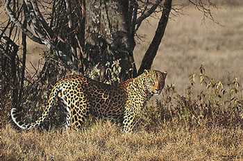 Biggest Leopard by Simon Combes Pricing Limited Edition Print image