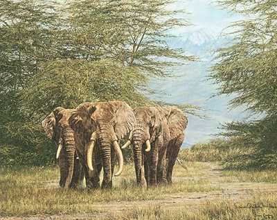 Amboseli Ancients by Simon Combes Pricing Limited Edition Print image