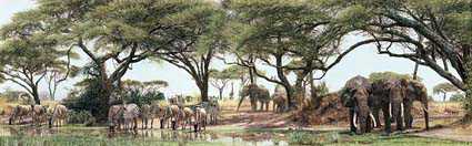 African Oasis by Simon Combes Pricing Limited Edition Print image