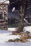 Midnight Visitor Owl by Fred Swan Pricing Limited Edition Print image