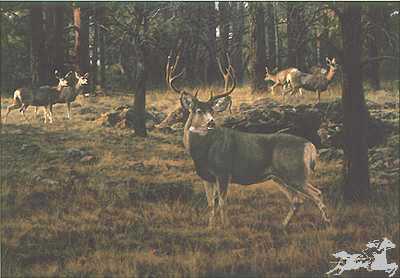 Blue River Muley by Tim Cox Pricing Limited Edition Print image
