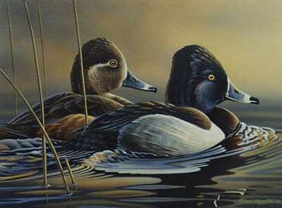 Ring Necked Duck by Bruce Langton Pricing Limited Edition Print image