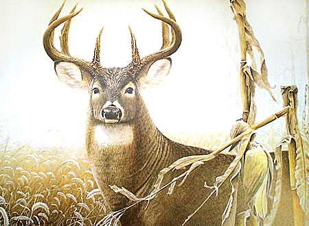 Cornfield Buck by Larry Zach Pricing Limited Edition Print image
