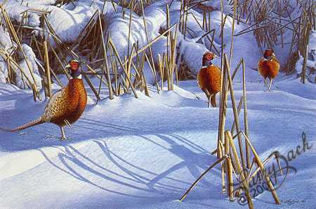 Winter Cover Ringnecks by Larry Zach Pricing Limited Edition Print image