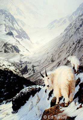 Mountain Goats by Ed Tussey Pricing Limited Edition Print image