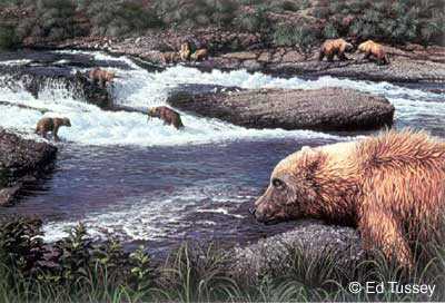 Bears Mcneil River by Ed Tussey Pricing Limited Edition Print image