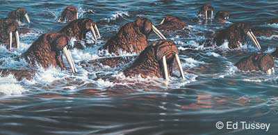 Walrus by Ed Tussey Pricing Limited Edition Print image