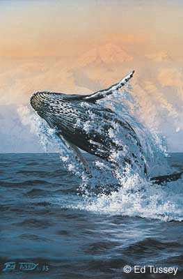Young Alaskan Humpback by Ed Tussey Pricing Limited Edition Print image