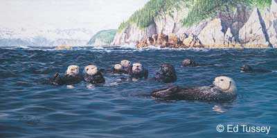 Alaskan Sea Otters by Ed Tussey Pricing Limited Edition Print image