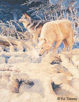 Wolves by Ed Tussey Pricing Limited Edition Print image