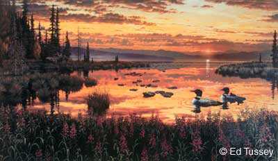 Sunset Loons by Ed Tussey Pricing Limited Edition Print image