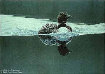 Breaking Calm Loon by Keith Brockie Pricing Limited Edition Print image