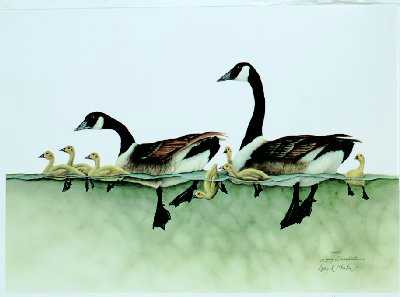 Canada Geese Cls by Larry Martin Pricing Limited Edition Print image