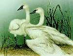 Trumpeter Swans Cls by Larry Martin Pricing Limited Edition Print image