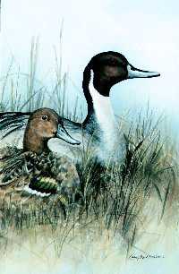 Pintails by Larry Martin Pricing Limited Edition Print image