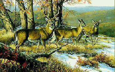 North Ridge Whitetails by Linda Picken Pricing Limited Edition Print image