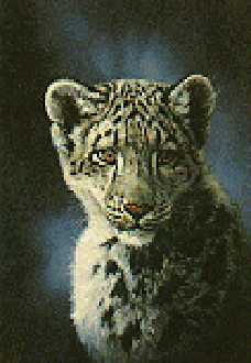 Snow Leopard Cub by Linda Picken Pricing Limited Edition Print image
