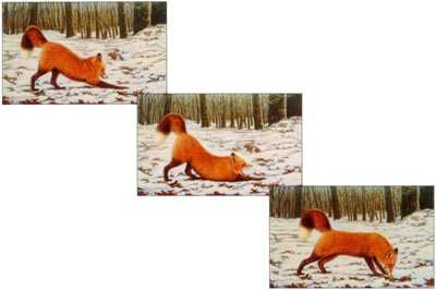 A Foxy Stretch by Jeanne Filler Scott Pricing Limited Edition Print image