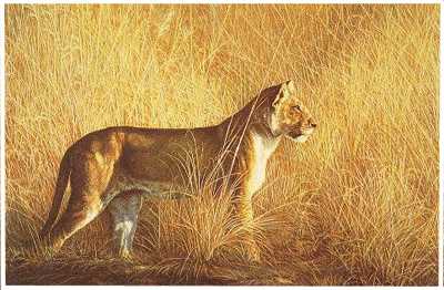 Morning Hunt by Dennis Curry Pricing Limited Edition Print image