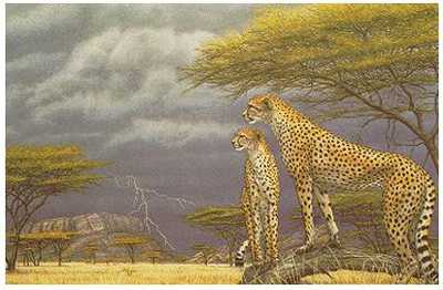 Cheetah Samb Ii by Dennis Curry Pricing Limited Edition Print image