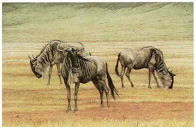 Wildebeest Ngoro by Dennis Curry Pricing Limited Edition Print image