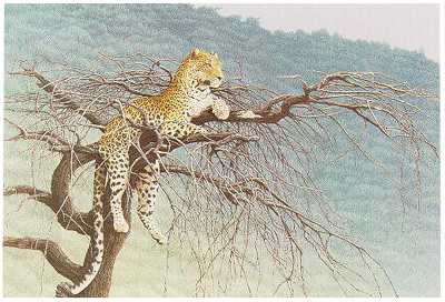 Samburu Leopard by Dennis Curry Pricing Limited Edition Print image
