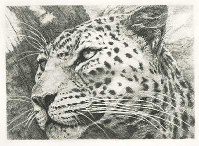 Leopard Port by Dennis Curry Pricing Limited Edition Print image