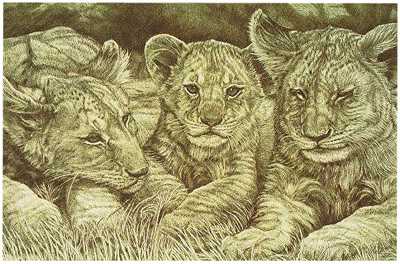 3 Lion Cubs by Dennis Curry Pricing Limited Edition Print image