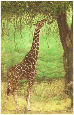 Lofty Aspiratns by Dennis Curry Pricing Limited Edition Print image