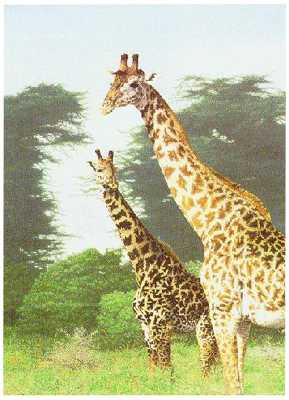 Giraffes Manyara by Dennis Curry Pricing Limited Edition Print image