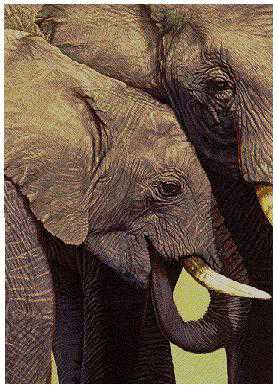 Elephants Child by Dennis Curry Pricing Limited Edition Print image