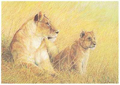 Cheetahs Samb Solitho by Dennis Curry Pricing Limited Edition Print image