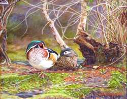 Wood Ducks by Dennis Curry Pricing Limited Edition Print image