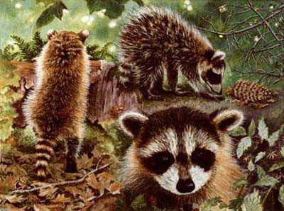 A Day Life Babyracoon by Patricia Bourque Pricing Limited Edition Print image