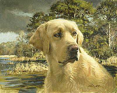 Yellow Lab Head by Robert Abbett Pricing Limited Edition Print image
