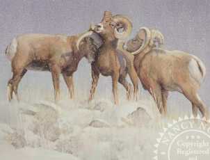 Rams by Nancy Noel Pricing Limited Edition Print image