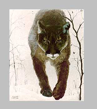 Spirit Of Wilderness by Marguerite Fields Pricing Limited Edition Print image