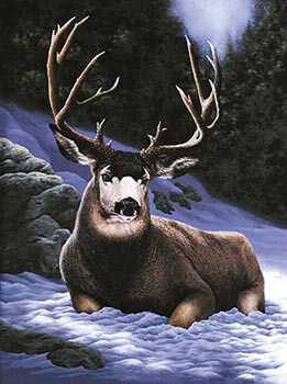 Mule Deer by R G Finney Pricing Limited Edition Print image