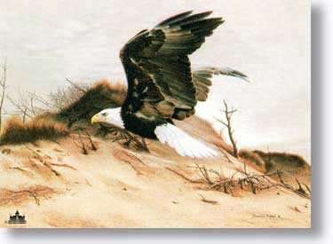 American Eagle Dune by Charles Frace' Pricing Limited Edition Print image