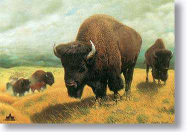 Bison by Charles Frace' Pricing Limited Edition Print image