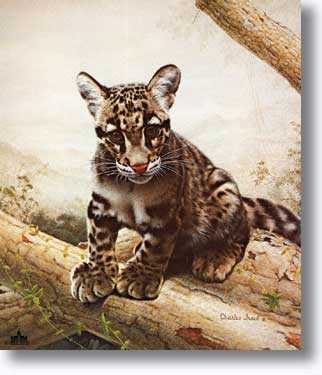 Clouded Leopard by Charles Frace' Pricing Limited Edition Print image