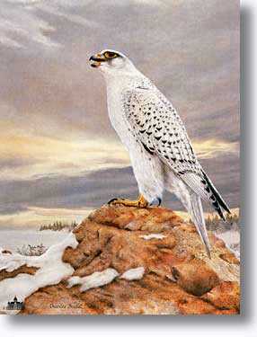 Gyrfalcon by Charles Frace' Pricing Limited Edition Print image