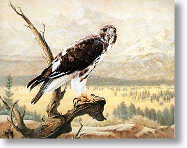 Harlans Hawk by Charles Frace' Pricing Limited Edition Print image