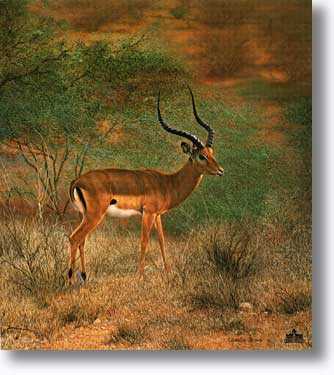 Impala by Charles Frace' Pricing Limited Edition Print image