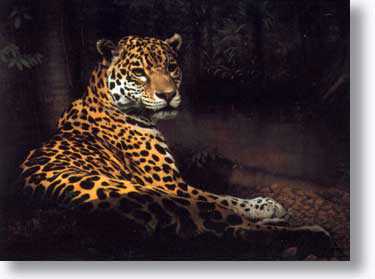 Jaguar by Charles Frace' Pricing Limited Edition Print image