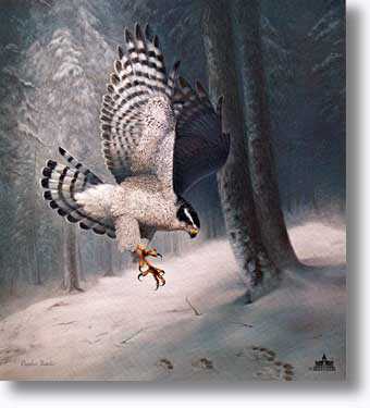 Northern Goshawk by Charles Frace' Pricing Limited Edition Print image