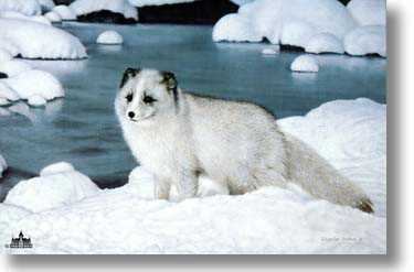 Alaskan Friend by Charles Frace' Pricing Limited Edition Print image