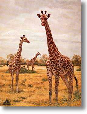 Masai Giraffes by Charles Frace' Pricing Limited Edition Print image