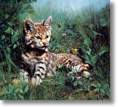 Natures Dawn Lynx by Charles Frace' Pricing Limited Edition Print image