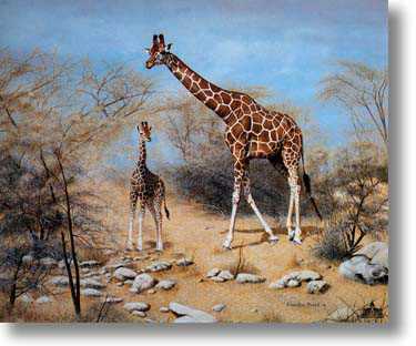 Quiet Time Samburu by Charles Frace' Pricing Limited Edition Print image